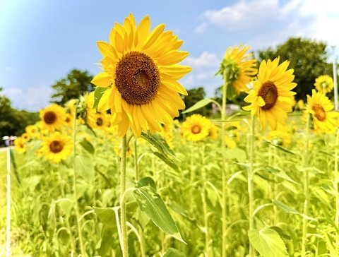 この夏行きたい!浜松市の絶景ひまわりスポット🌻