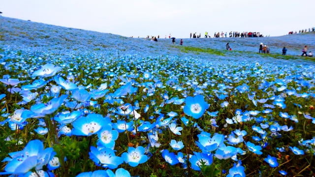 家族で楽しめる浜名湖ガーデンパーク