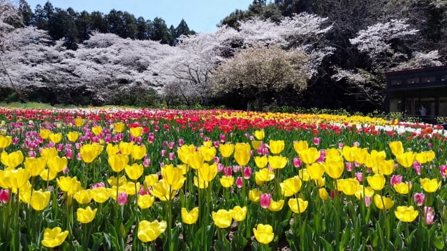 浜松市のお花見の名所