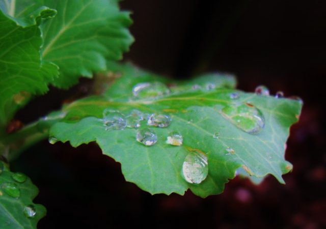 穀雨　過ごし方