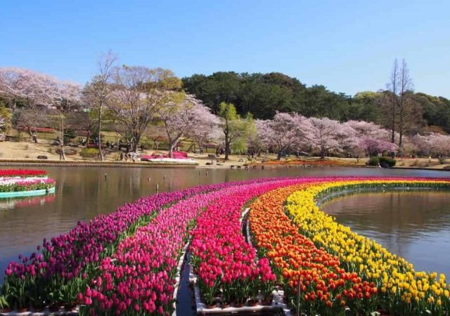 浜松市のお花見の名所